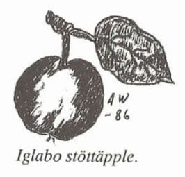 Iglabo stött